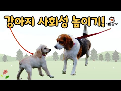 강아지에게 친구를 만들어 주고 싶다면, 반드시 이 순서대로 따라하세요!