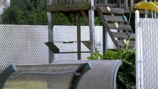 Pulse R72 Rate of Fire Test.AVI