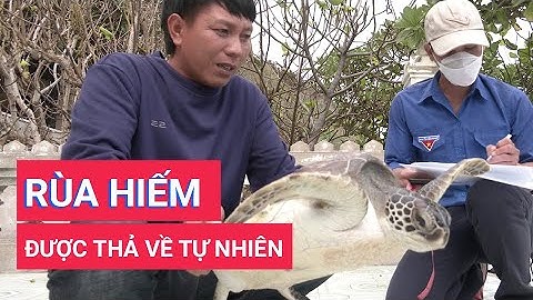 Lý Sơn thả cá thể rùa biển quý hiếm về tự nhiên