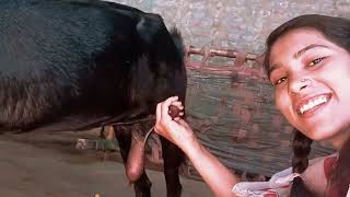 बकरी का बच्चा माँ का दूध पीते हुए | देहाती ममता की झलक"