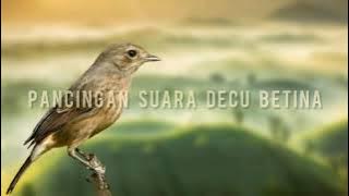 Suara decu betina 2