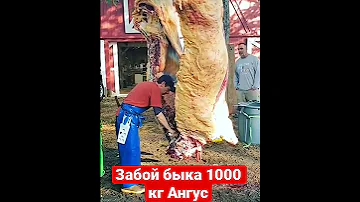 Продажа Оптом Мясо 🥩 Говядина Халяль из России 🇷🇺🥩Забой быка 1000 кг Абердин Ангус 🥩🇷🇺🔥👍