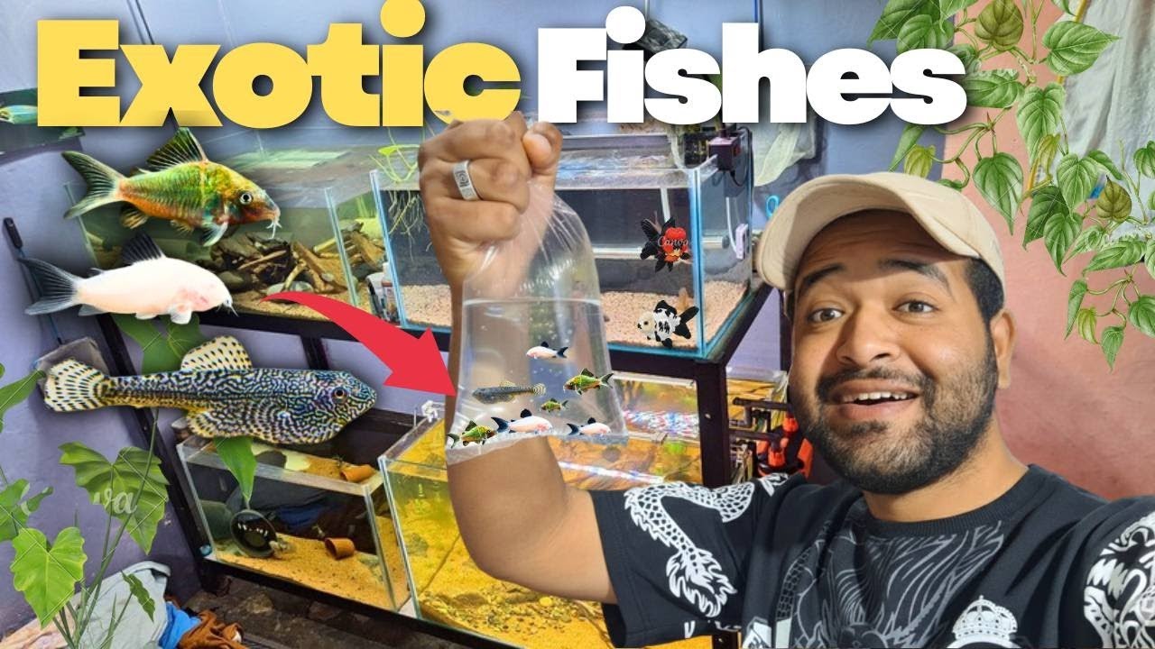 i Bought New "EXOTIC FISH"  🤑 for my FISH ROOM !!