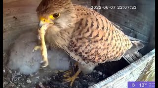 Warning!  Sad video, 2 dead birds. Pas op, triest filmpje, 2 dode vogels Torenvalk avond 7 juni 2022