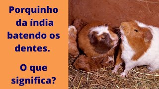 Porquinho da índia batendo os dentes. O que significa?