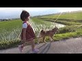 【しばわんこ日記】引っ張らないタロウ【柴犬タロウ】shibe goes for a walk with a young Japanese girl.