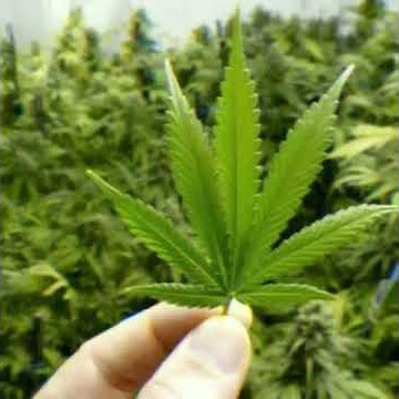 Quotes daun ganja,,linting daun waw keren banget cocok buat yg lagi kecewa...buat story wa juga ok