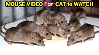 Mouse Sounds | Cat Videos for Cats to Watch | Rat sound Cat tv for Cats to Watch | Mouse Squeaking