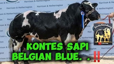 KONTES SAPI BELGIAN BLUE ‼️#sinaugendeng #viral #video #cow #animals