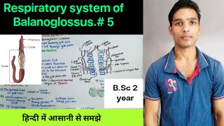 Respiratory system of Balanoglossus
