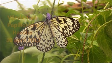 Vlindertuin Papiliorama / Butterfly garden, Havelte, the Netherlands