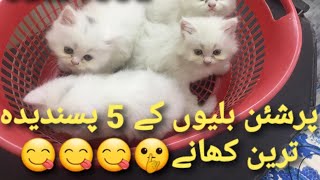 5 favourite foods of persian cats | Best foods for persian kittens | urdu | Hindi