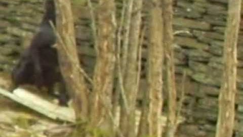 Celtic K9 Security using ScentLogix Heroin for advanced narcotics k9 Training