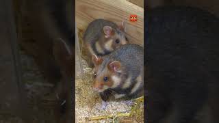 Wie kann der Feldhamster überleben? | Die Maus | WDR