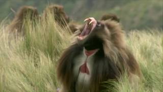 The Screaming Baboon