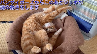 【茶トラ】バンザイポーズから謎のシッポの動きをする猫がこちらですHere is a cat that behaves mysteriously by 茶トラ猫 てつのくうねるあそぶな日々 1,246 views 3 months ago 1 minute, 38 seconds