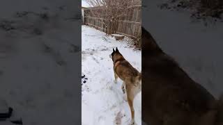 he love walking in snow ❄️ #texas #amarillo #trending