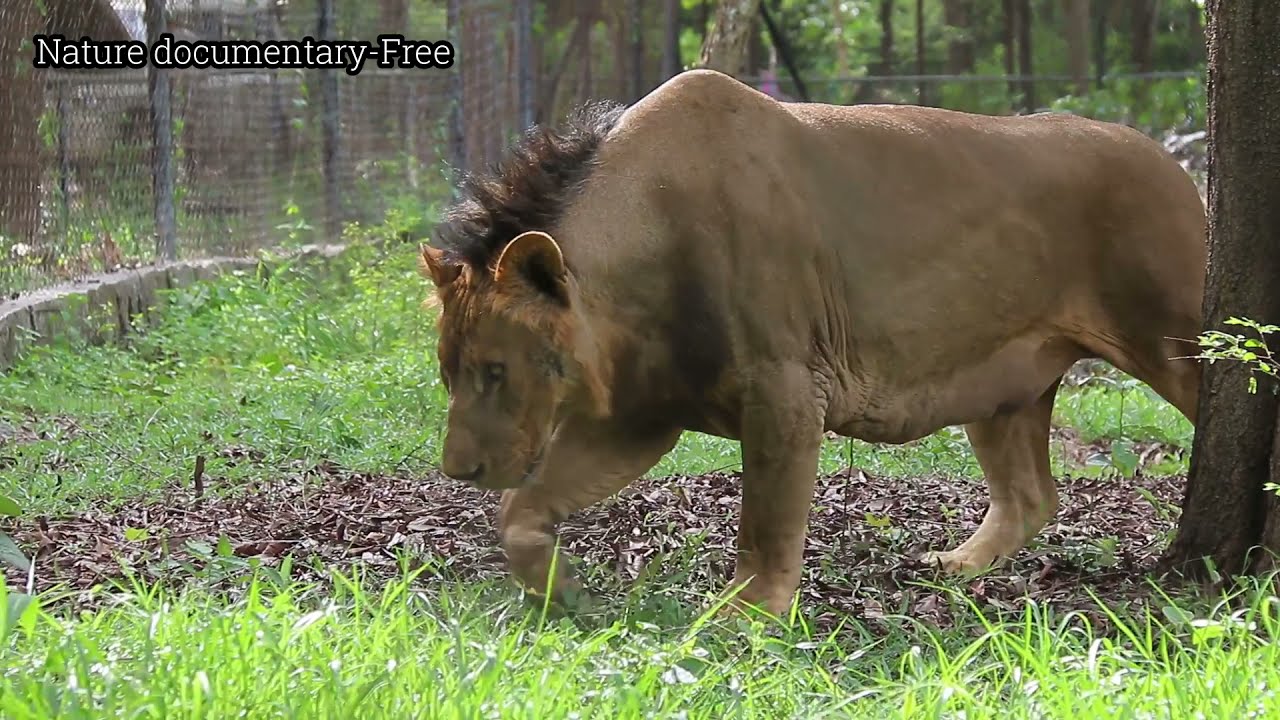 Lions in Asia Zoo |Nature documentary-Free|