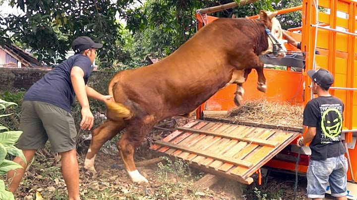 JUMBO SEMU4 !! ANGKUT 4 SAPI HASIL BURUAN DI KAKI GUNUNG LAWU - Sapi Qurban Premium