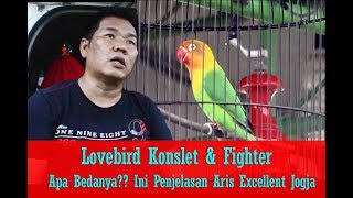 SUARA BURUNG - Lovebird Konslet & Fighter Apa Bedanya, Begini Penjelasan Aris Excellent Jogja