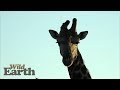 WildEarth - Sunrise Safari - 10 June 2020