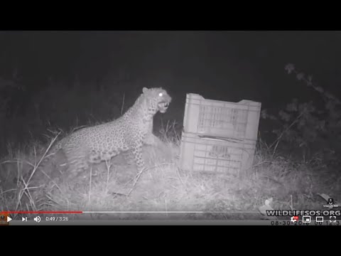 Cub & Mom  Reunited and it feels so good!