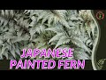 Japanese painted fern information description  more athyrium niponicum var pictum