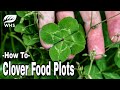 #1 Clover Food Plot Planting Tip