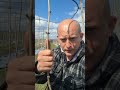 Виноградарство