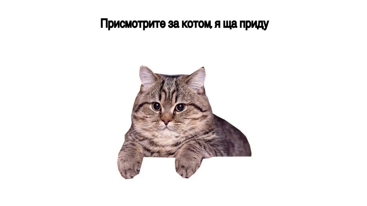 Мем с котом я спать ребятки