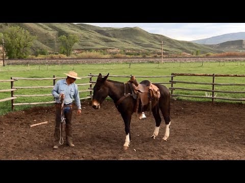 Jake Clark Mule