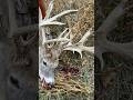 A Thirdy Point Buck! #hunting #wildlife #deer #viralvideo #trending #shorts #fyp #views #like #sub