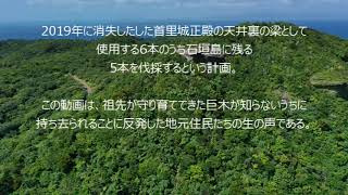 石垣島のマザーツリーを助けてください！　　住民説明会　前半