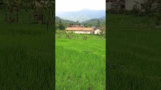 Download Lagu Sungguh indah‼️Suasana perkampungan Bojong Nagarajati Ciamis Jawa barat, bikin rindu kampung halaman MP3 Download Lagu Sungguh indah‼️Suasana perkampungan Bojong Nagarajati Ciamis Jawa barat, bikin rindu kampung halaman MP3