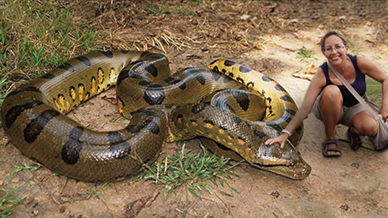 largest anaconda ever real