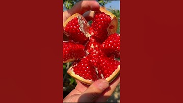 Nhìn Vườn Lựu Đã Quá Đi| Vườn Trái Cây Trung Quốc #Shorts #tráicây