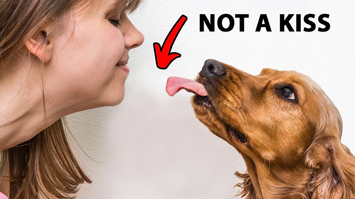 The Real Reason Dogs Lick You Is Disgusting - DayDayNews