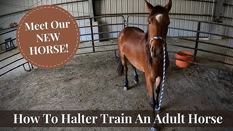 How To Halter Train An Untrained Adult Horse - Meet Our New Horse