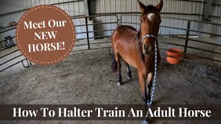 How To Halter Train An Untrained Adult Horse - Meet Our New Horse