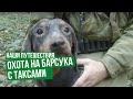 Наши путешествия. Охота на барсука с таксами