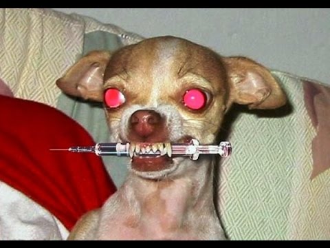 ♥cute-dogs-and-cats-doing-funny-things-compilation-2016♥-[hd]---cutesttv