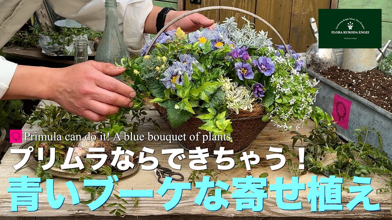 【さにべるさんとコラボ？】プリムラならできちゃう！／青いブーケのような寄せ植え 【冬のガーデニング】-フローラ黒田園芸- ガーデニング　園芸　寄せ植え