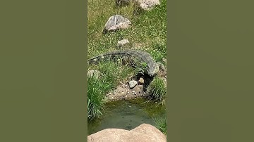 I’m confused… two Crocodiles, real or fake? & one Gazelle, together(?): Toledo Zoo (2021)