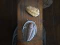 Made a trilobite hair clip #hairclips #hairaccessories #trilobite #polymerclaycreations #paleoart