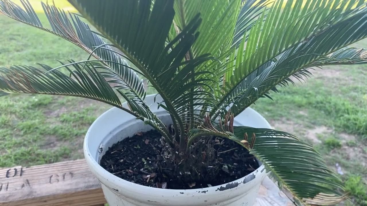 نخلة 🌴 السايكس وكل ما يتعلق بها من عناية وتكاثر و تسميد