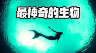 人魚 Youtube 人魚 Youtube