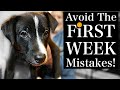 Avoid these puppy training first week mistakes