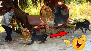 Best Dog Prank _  Fake Tiger Vs Sleeping Dog Super Funny _ Must Watch Funny Video Try Not To Laugh by Prank Animals 21,003 views 3 years ago 2 minutes, 22 seconds