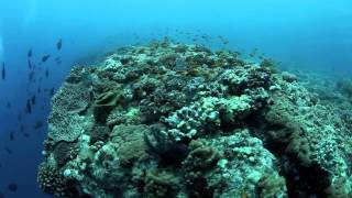 Metundo Island Diving