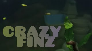 CRAZY FINZ Aquarium & Pet store | SHARON S K | ME THE VLOGGER